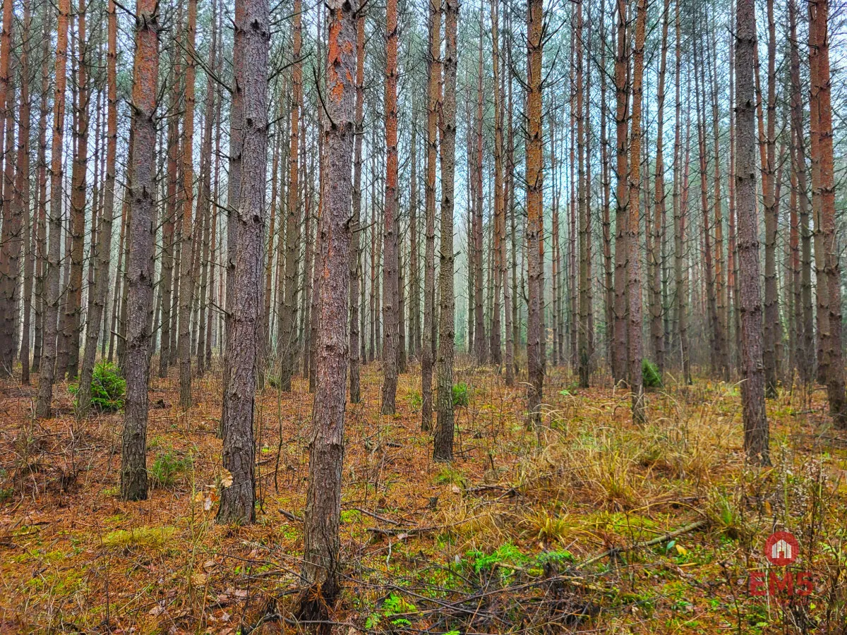 Zadbane działki leśne
